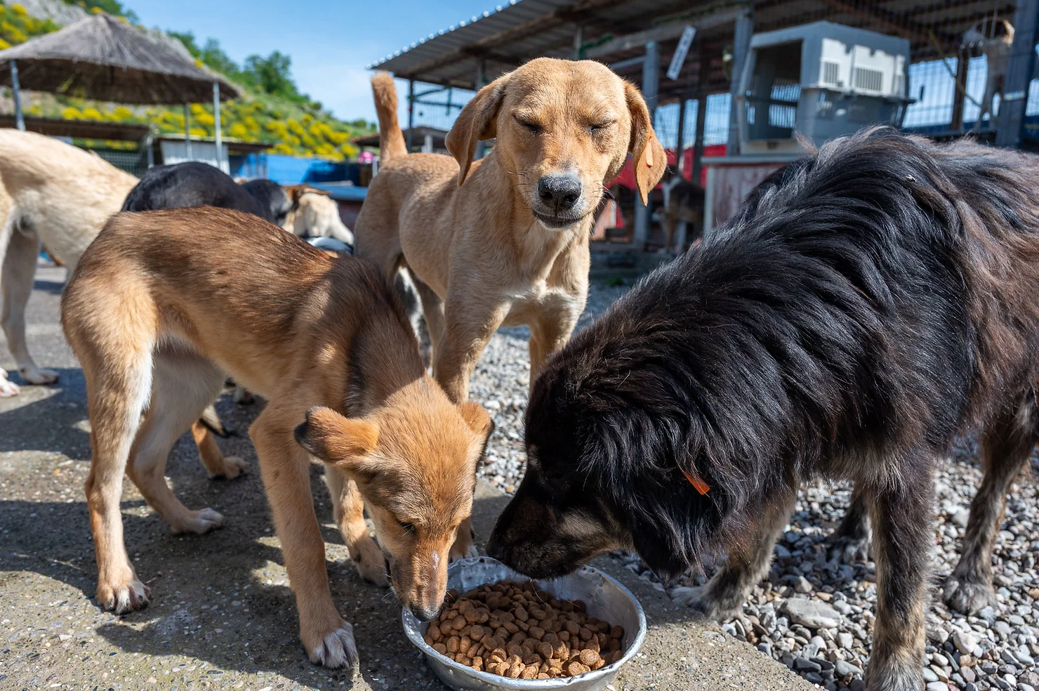 e9cc5f_253204728d0f467688e2fd27391ed9bd~mv2