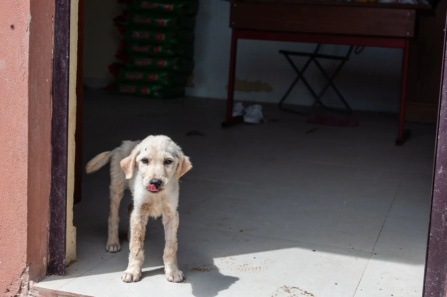 e9cc5f_6ddb2850953043f2828b1789834f4927~mv2