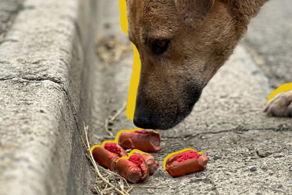 Dog About To Eat Sausages