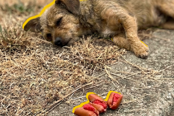 Poisoned Dog