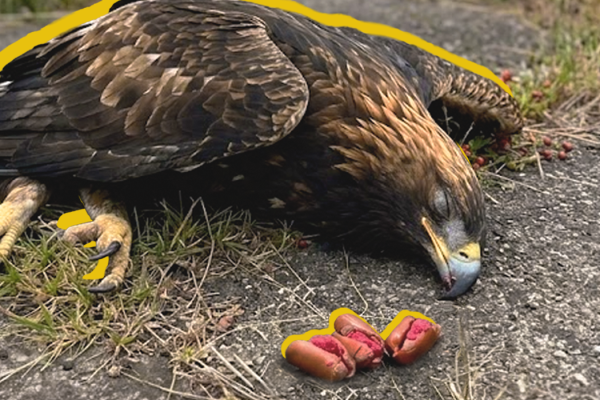 Poisoned Eagle